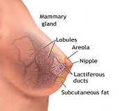Symptoms of Breast cancer