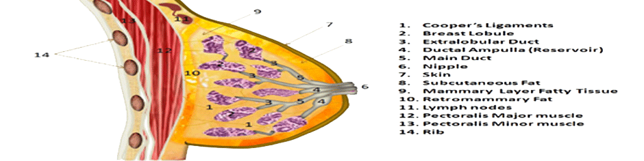 breast anatomy