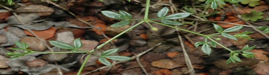 Fagonia Cretica Herb