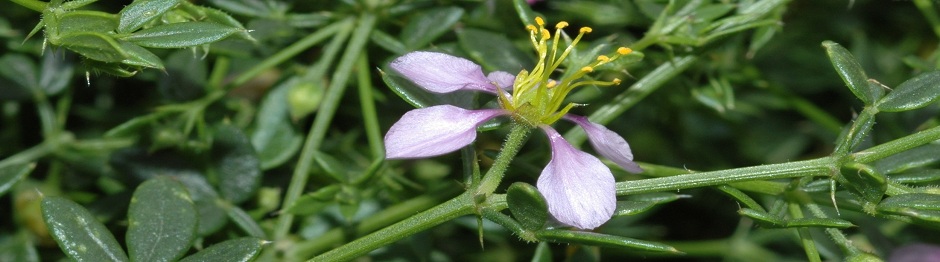 Fagonia Cretica Herb